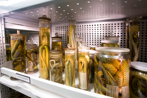  <div class="bildtext">Zu den naturkundlichen Sammlungen des Senckenbergmuseums in Frankfurt zählt eine Vielzahl an Alkoholpräparaten. Gaslöschanlagen bieten hier einen optimalen Schutz der zum Teil unwiederbringlichen Exponate.</div> 